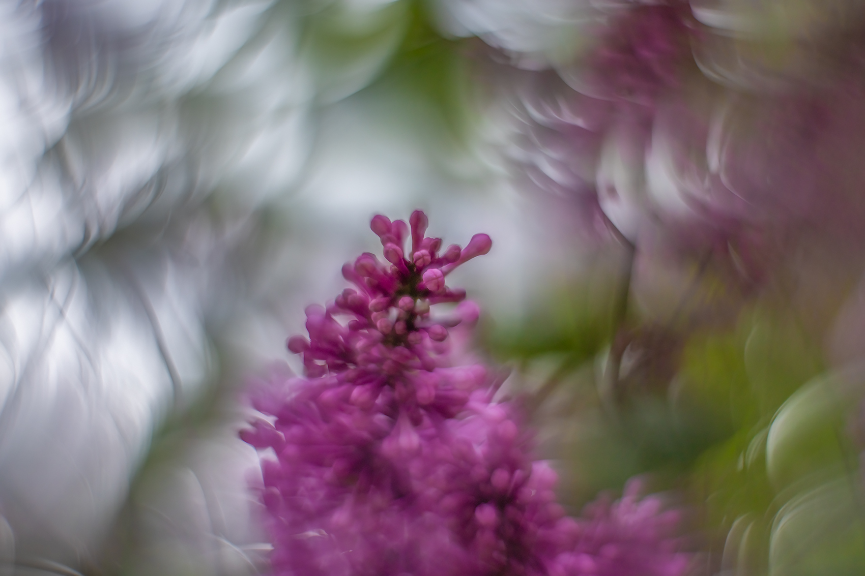 Tentacle Creature, Lilacs, My Front Yard, Strathmore, AB, 2024-06-18