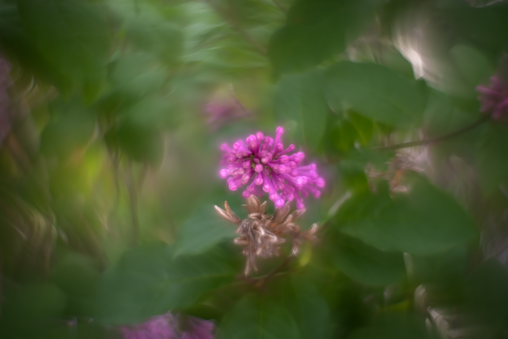 Right on the button, Lilacs, My Front Yard, Strathmore, AB, 2024-06-18