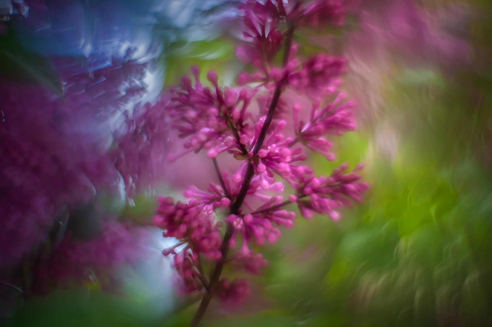 A rainbow of flavour, Lilacs, My Front Yard, Strathmore, AB, 2024-06-18