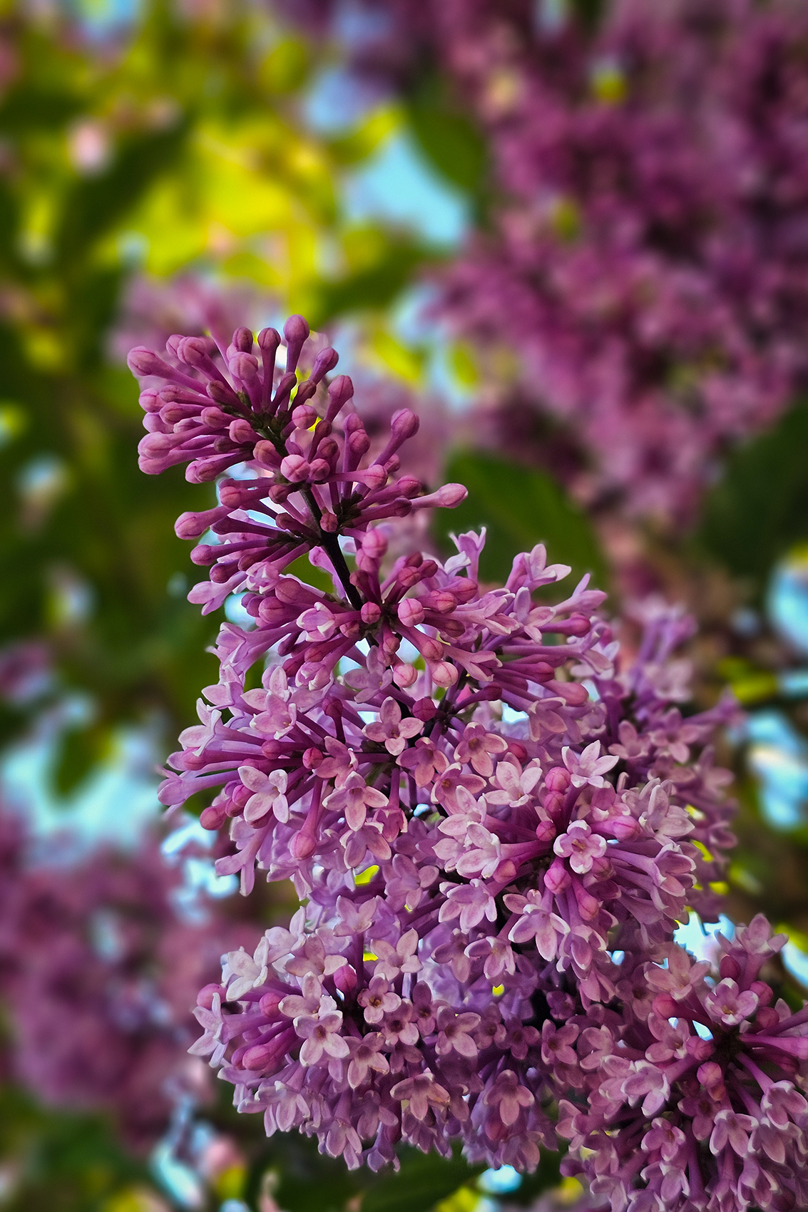 Stand up straight, Lilacs, My Front Yard, Strathmore, AB, 2024-06-20