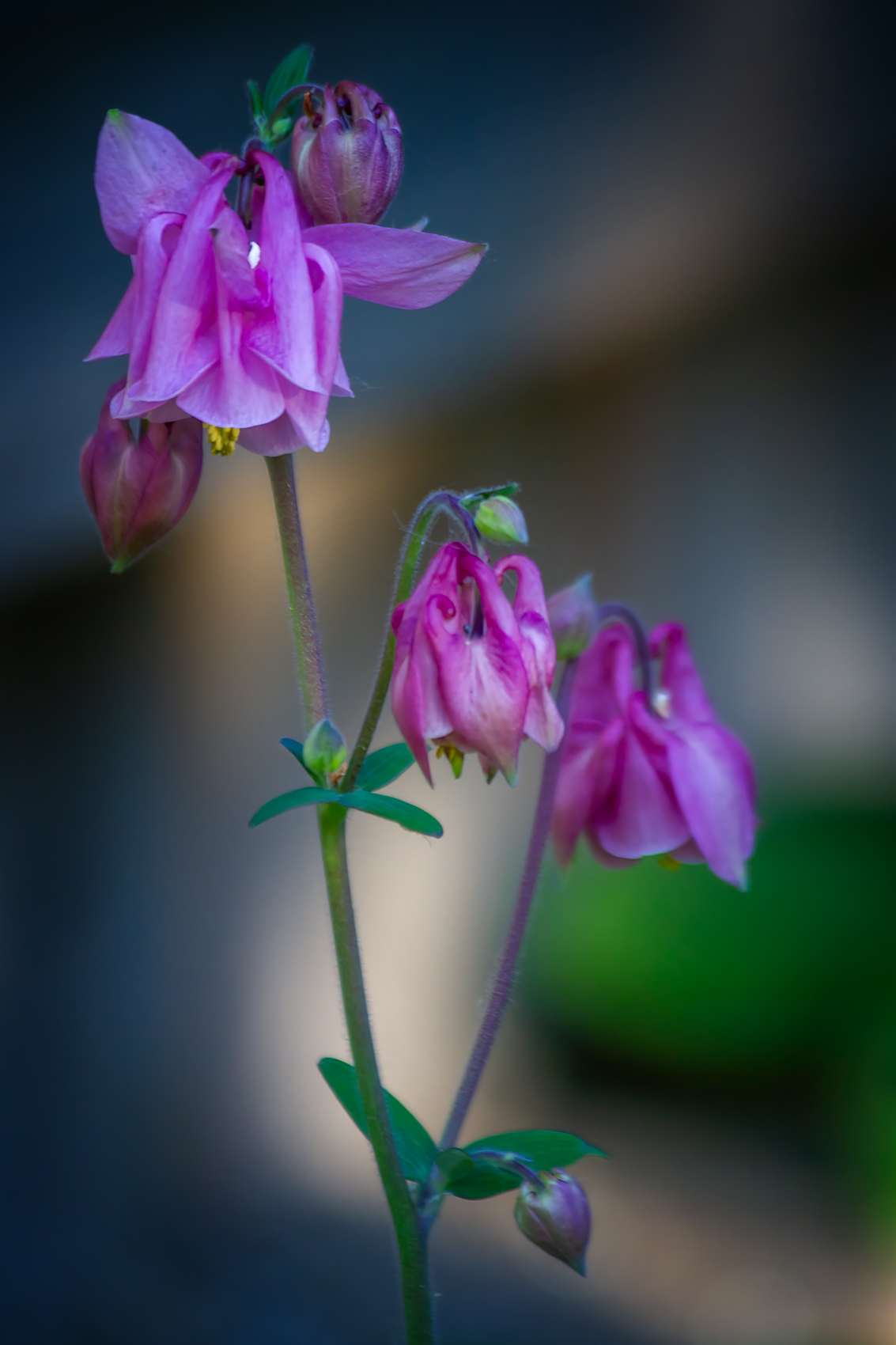 Columbine, My Backyard, Strathmore, AB, 2024-06-21