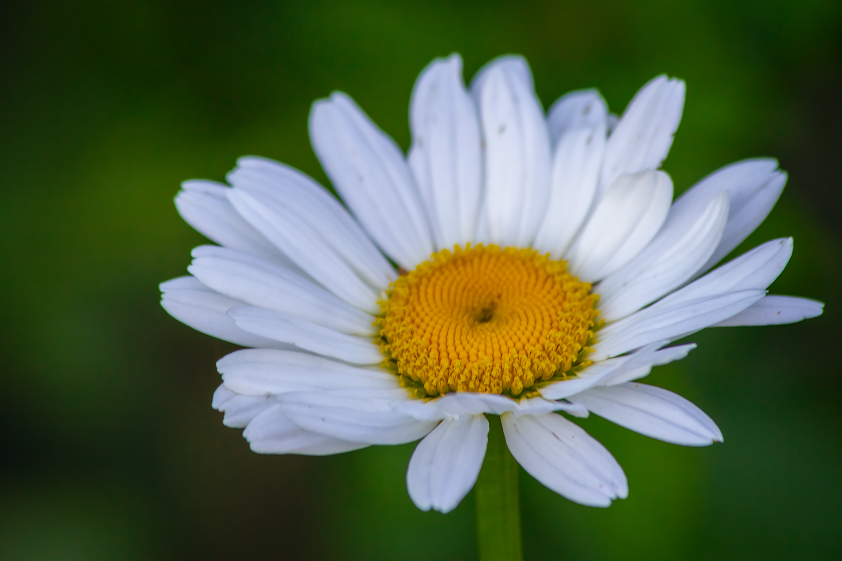 Daisy Do, My Backyard, Strathmore, AB, 2024-06-21