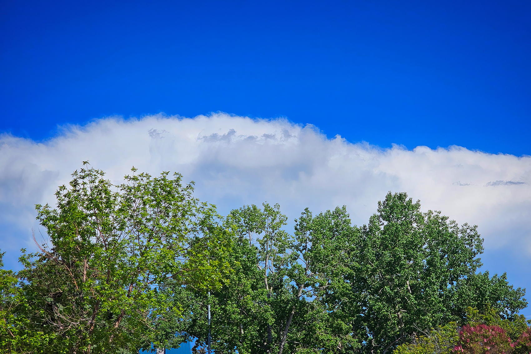 Those summer colours, Red Deer, AB, 2024-06-20