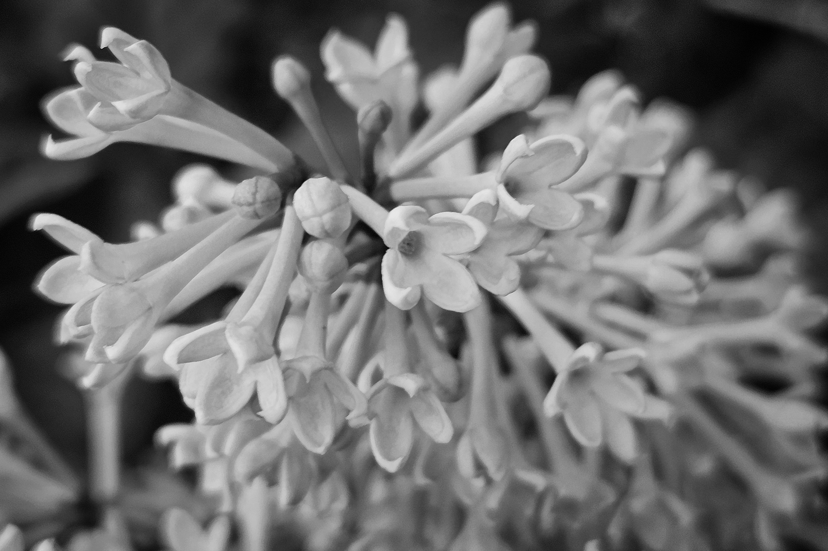 Last dance, Lilacs, My Front Yard, Strathmore, AB, 2024-06-20