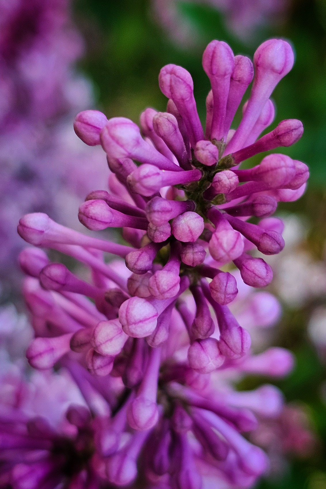 Running out of the good stuff, Lilacs, My Front Yard, Strathmore, AB, 2024-06-20