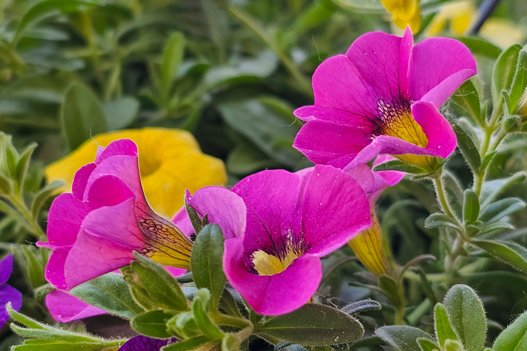 Something somethings, My Front Yard, Strathmore, AB, 2024-06-20