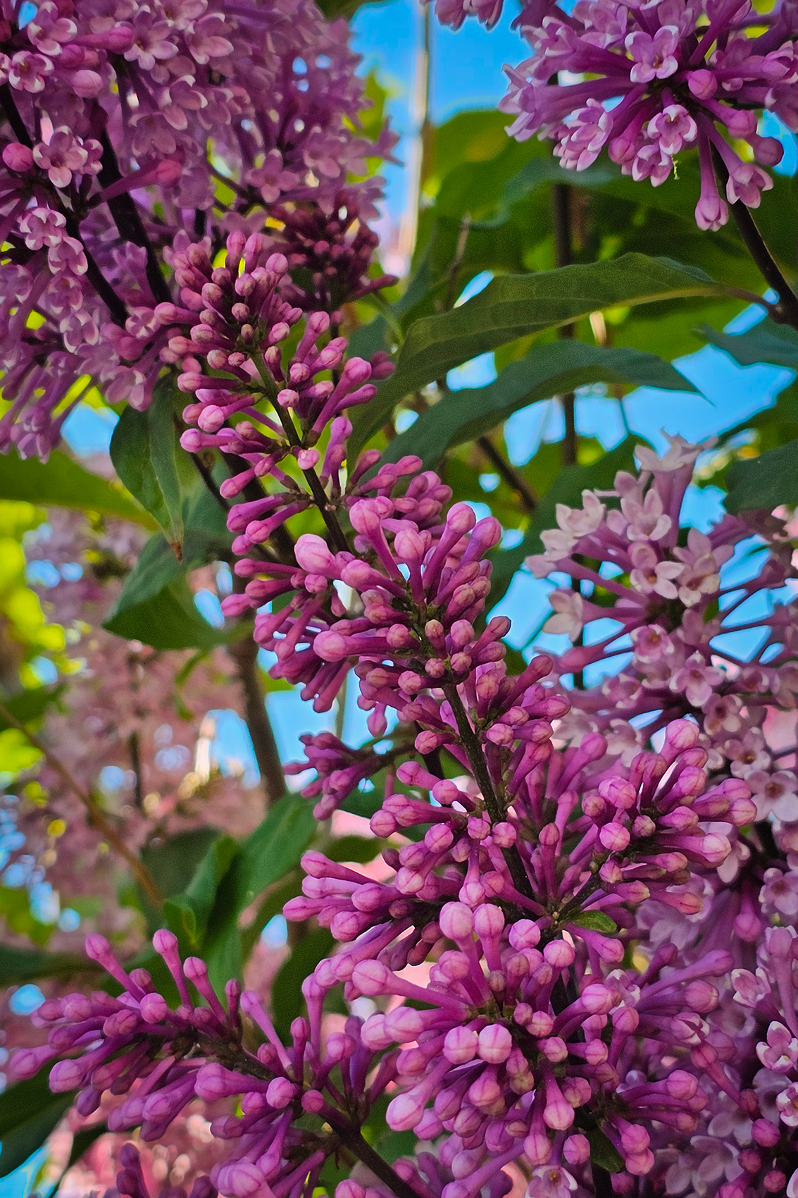 Three's a crowd, Lilacs, My Front Yard, Strathmore, AB, 2024-06-20