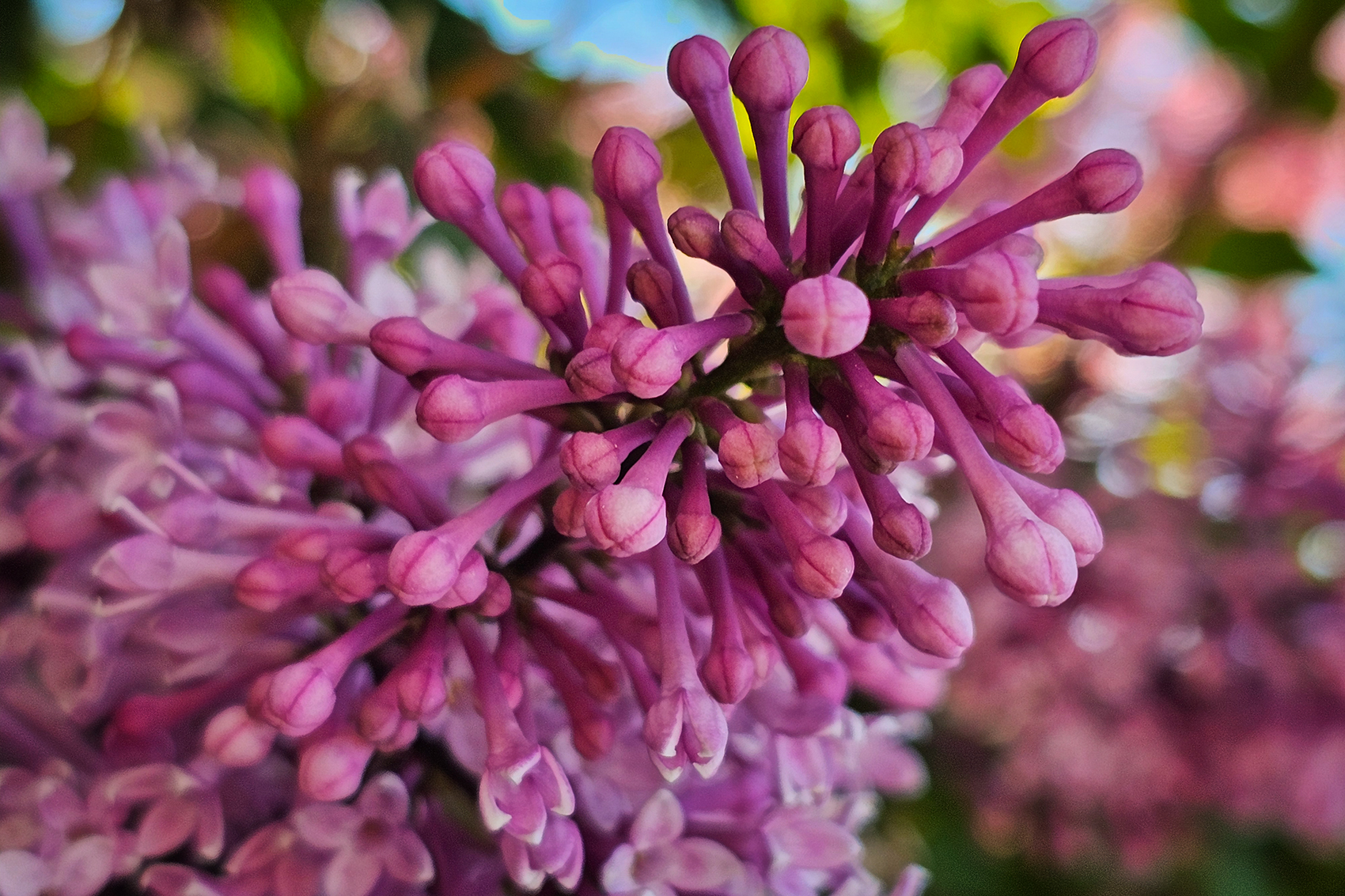 Purple globules, Lilacs, My Front Yard, Strathmore, AB, 2024-06-20