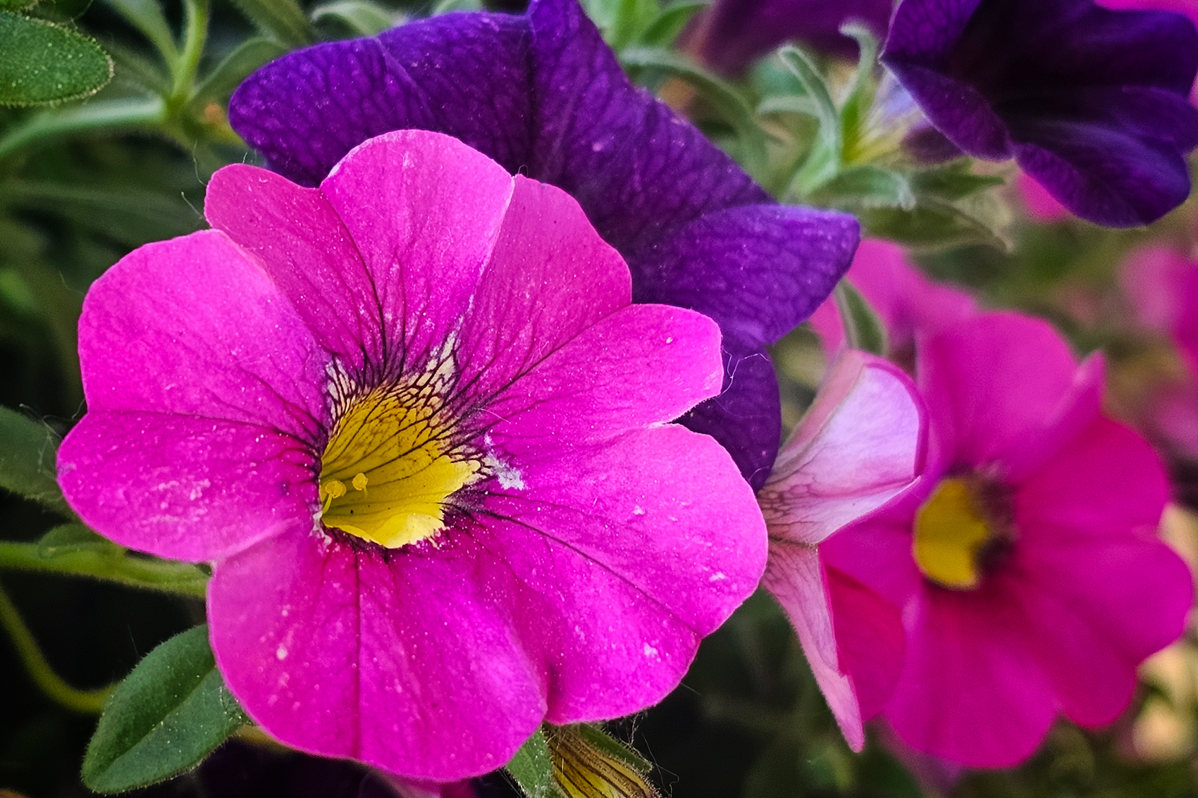 Flower power, My Front Yard, Strathmore, AB, 2024-06-20