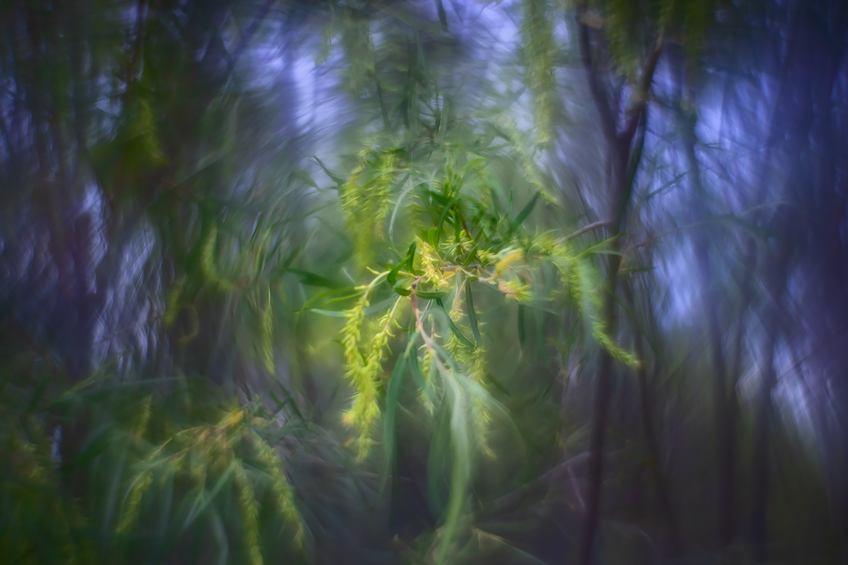 Something Green, Gray Park, Strathmore, AB, 2024-06-26