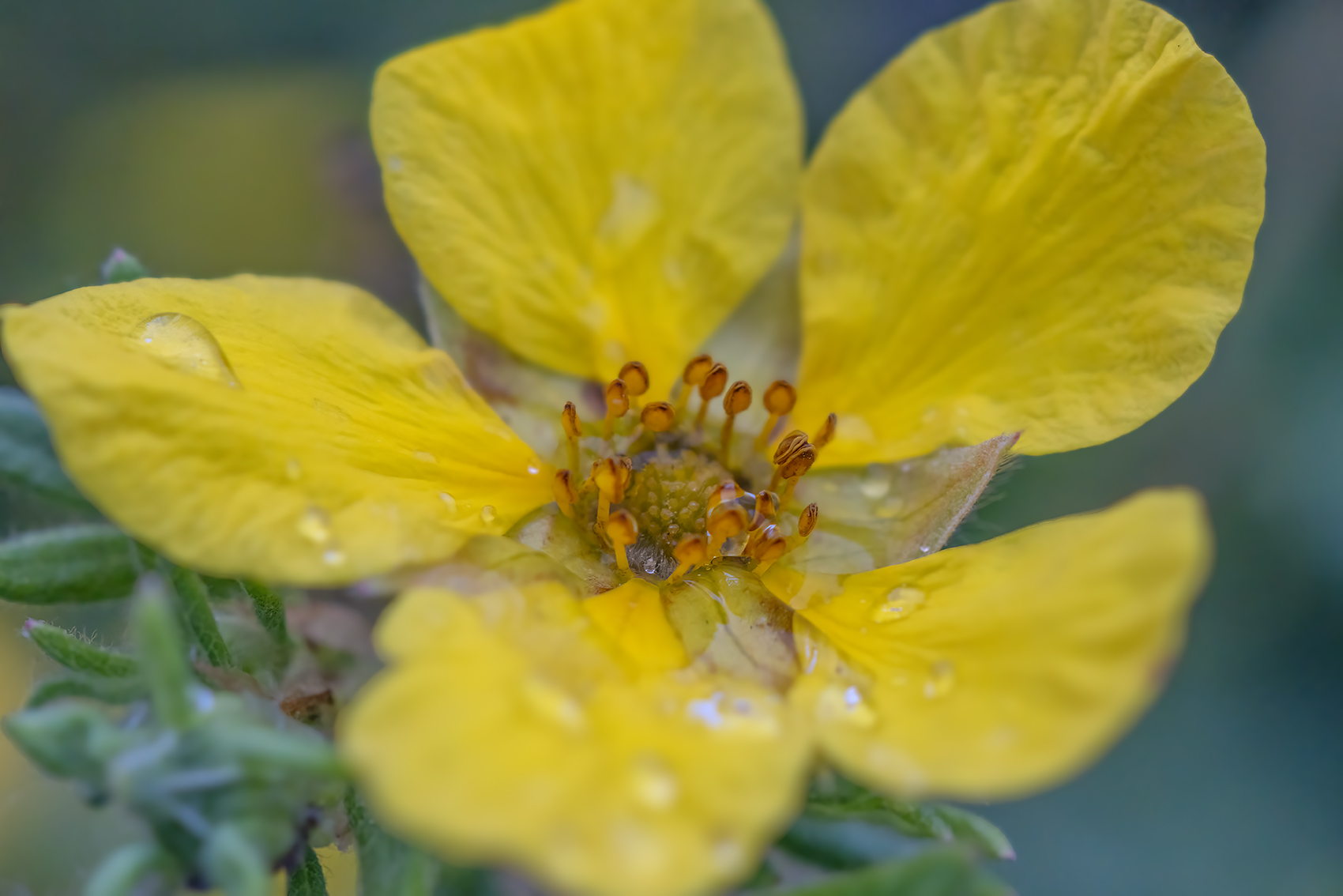 Mellow Yellow, My Front Yard, Strathmore, AB, 2024-06-26