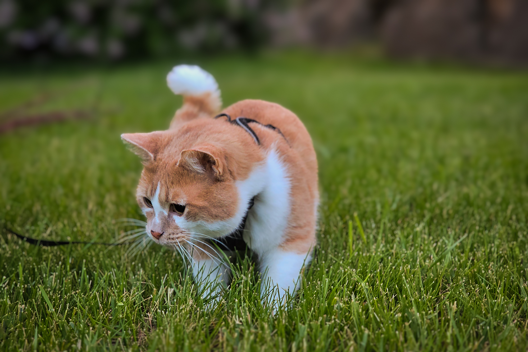 Aristaeus exploring, My Front Yard, Strathmore, AB, 2024-06-26