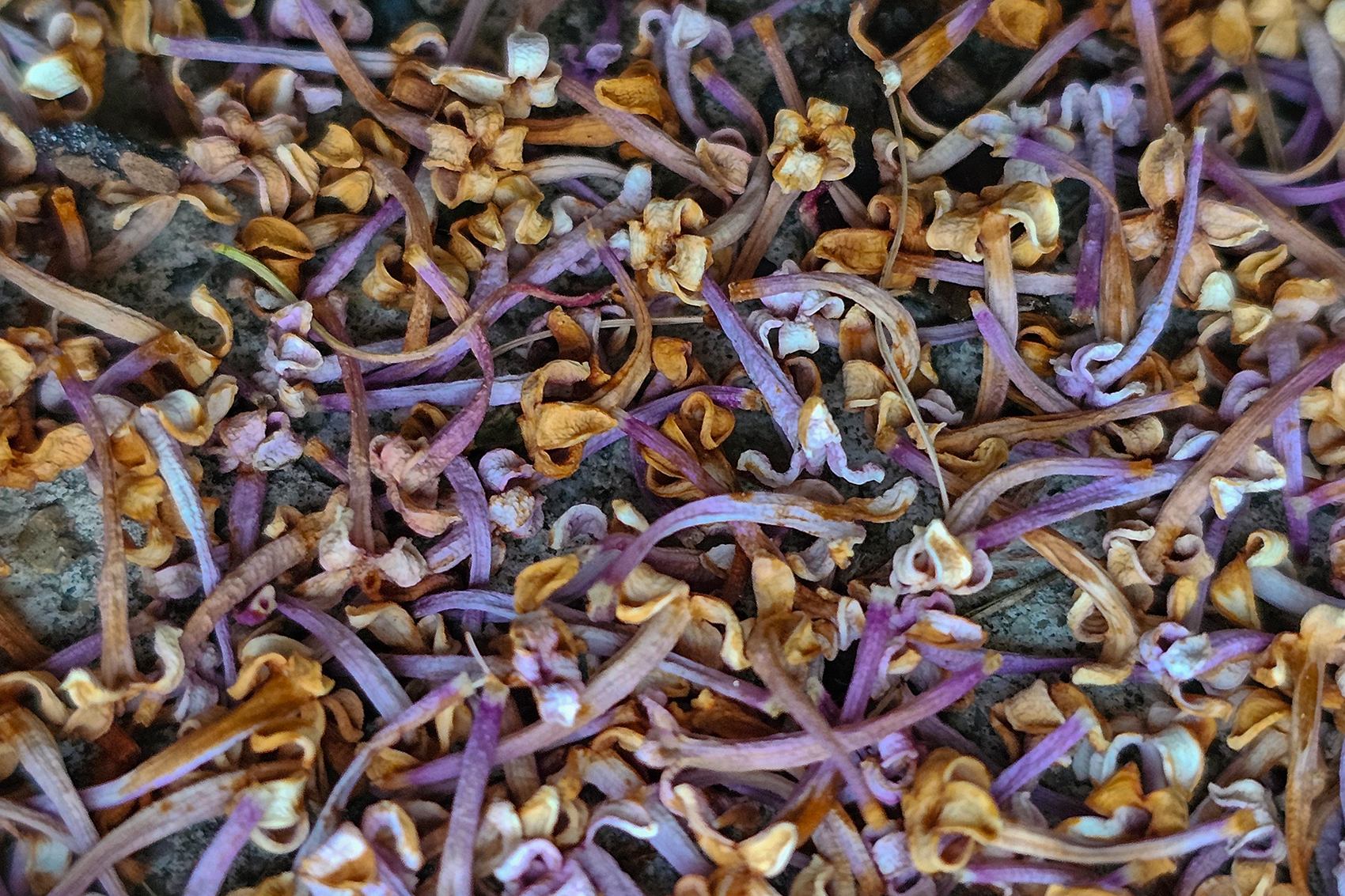 Mass grave, Lilacs, My Front Yard, Strathmore, AB, 2024-06-26