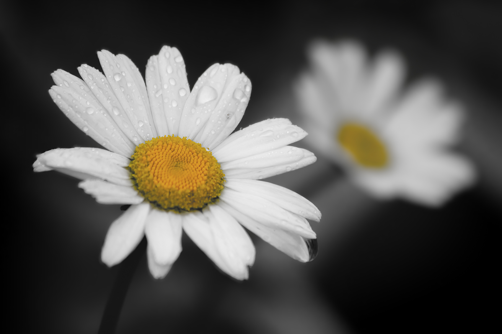 Lazy daisies, My Front Yard, Strathmore, AB, 2024-06-27