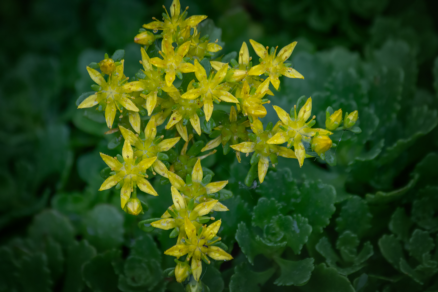 Gold and green, My Front Yard, Strathmore, AB, 2024-06-27