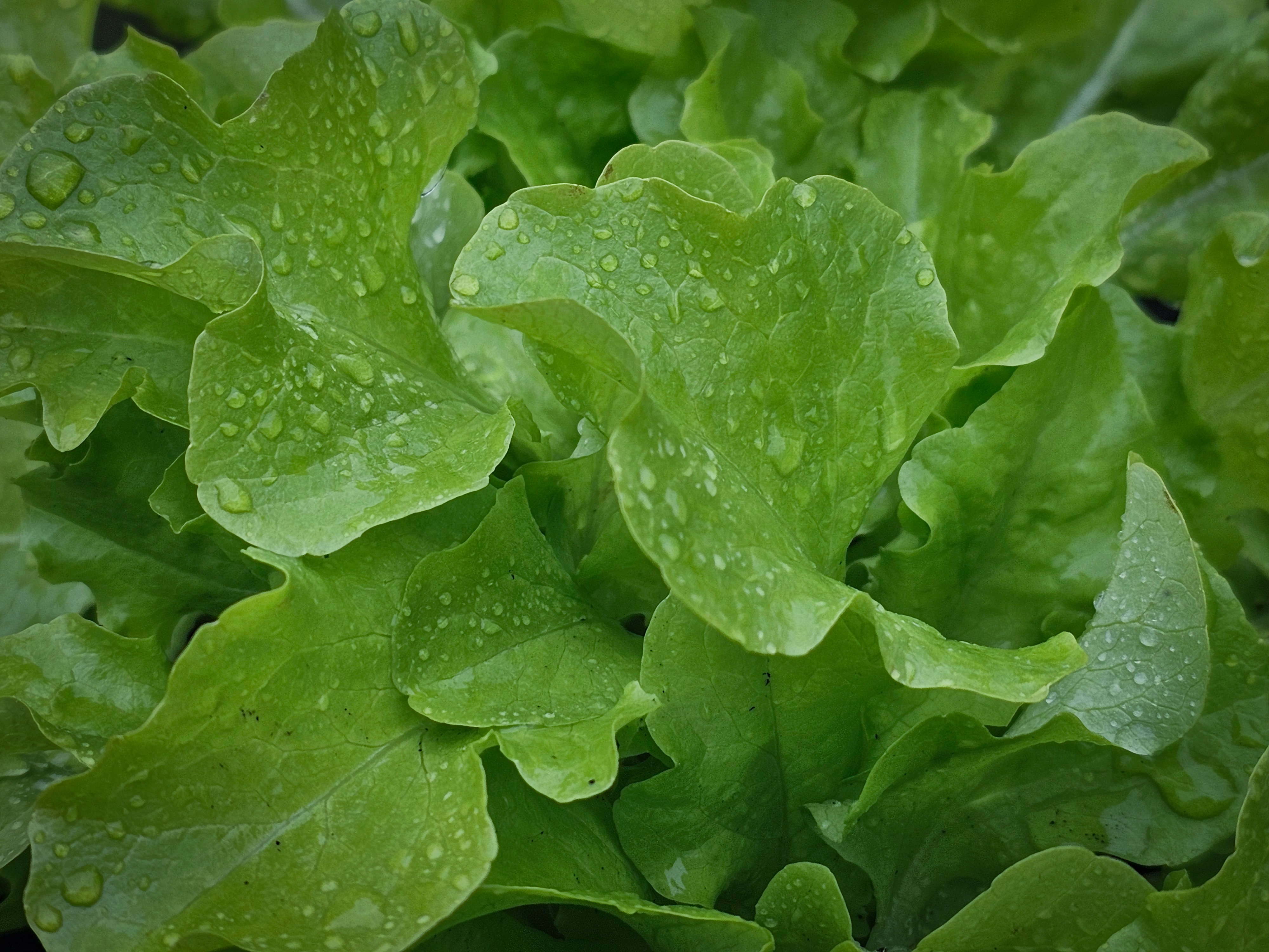 Leaf lettuce 01, My Back Deck, Strathmore, AB, 2024-06-29