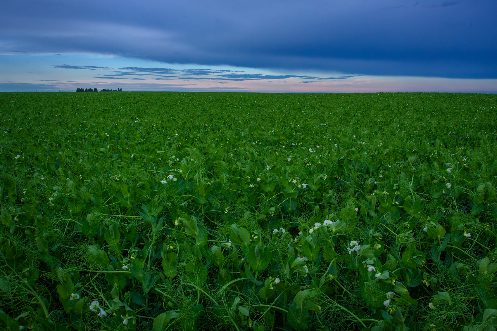 Pea field late in the evening under unsettled skies, Wheatland County, AB, 2024-06-30