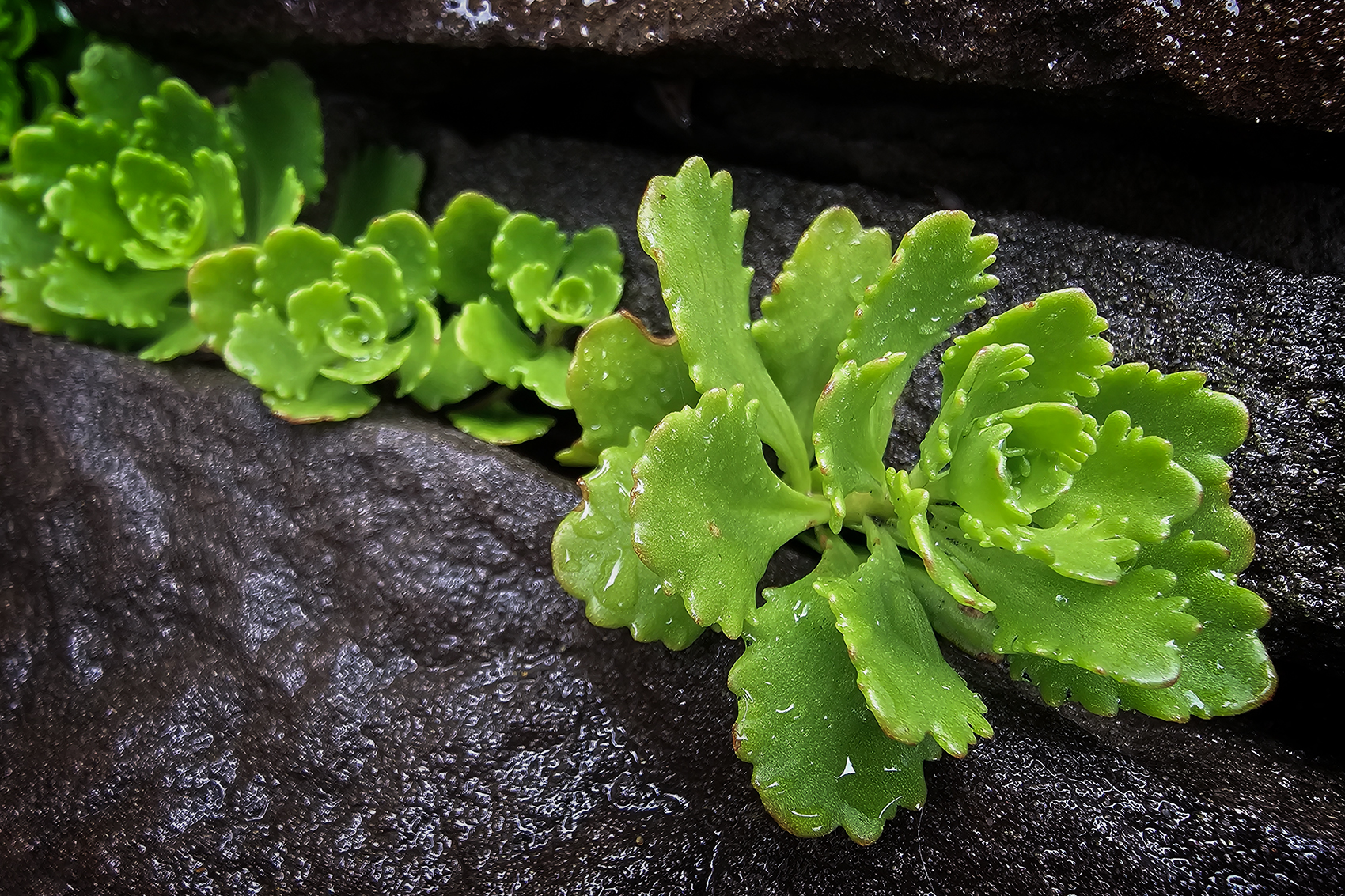 Crevice creeper, My Front Yard, Strathmore, AB, 2024-06-30