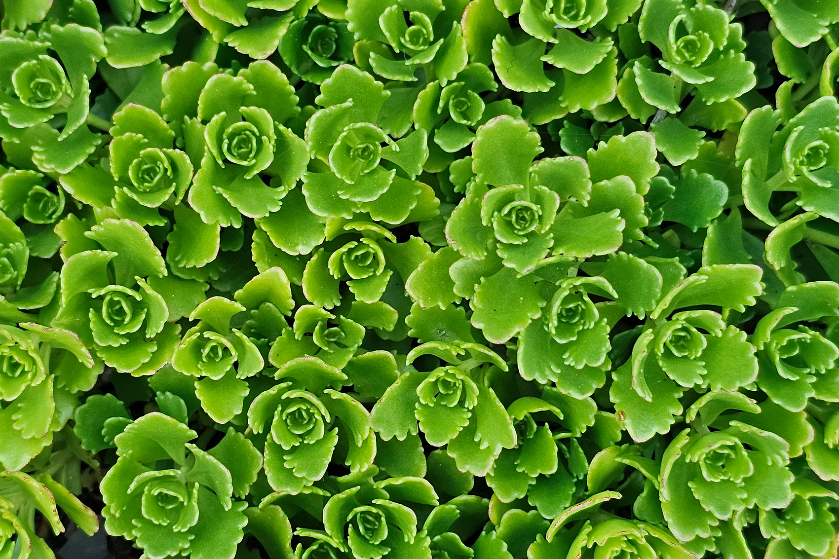 It ain't easy bein' green, My Front Yard, Strathmore, AB, 2024-06-30