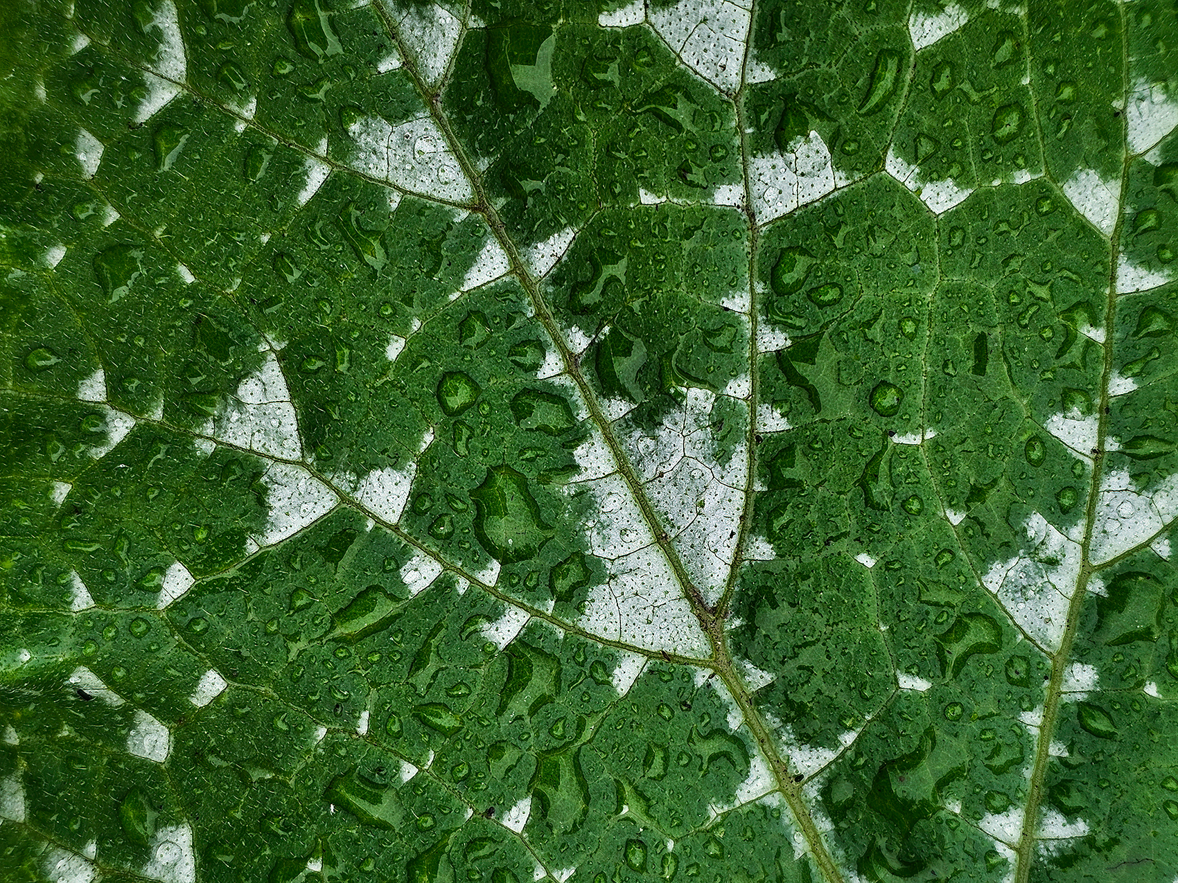 Rain catcher, My Front Yard, Strathmore, AB, 2024-06-30