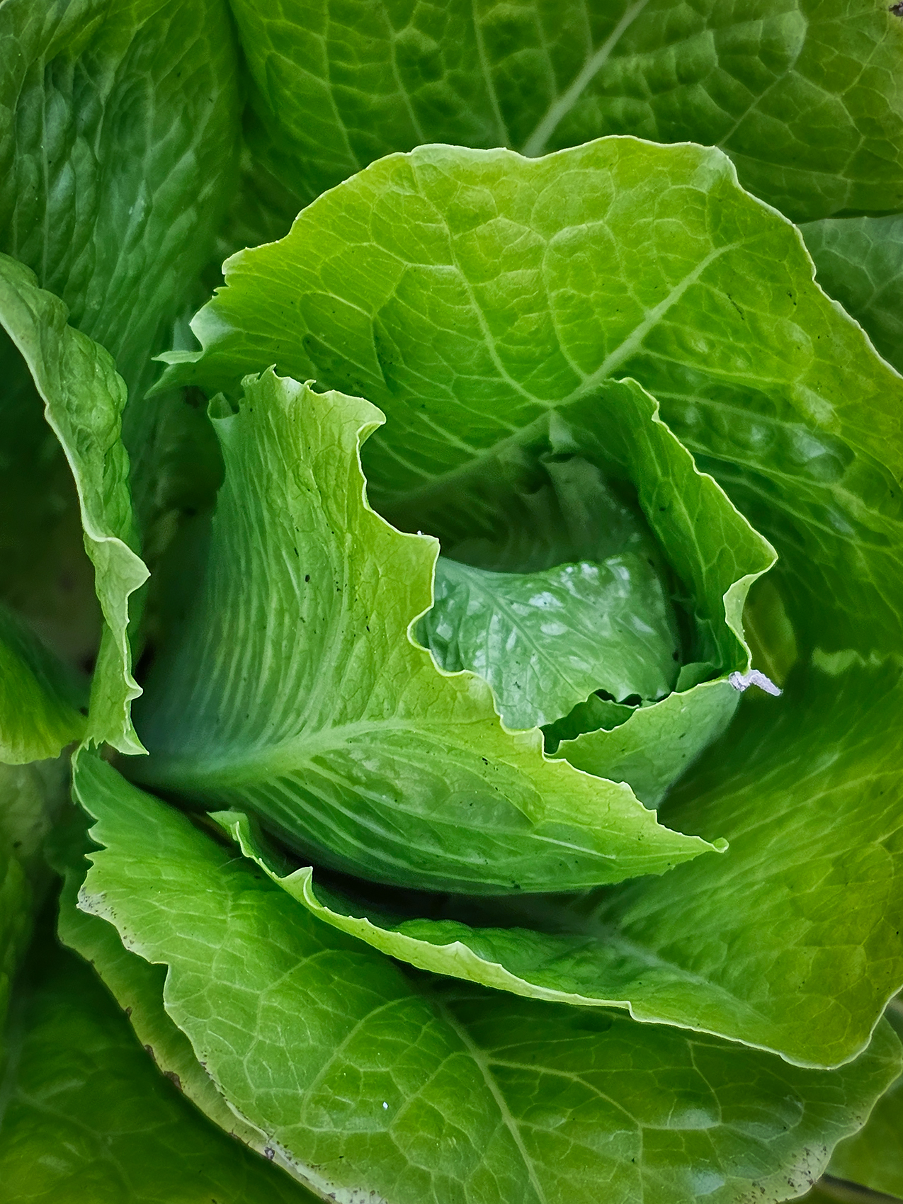 Romaine lettuce 01, My Back Deck, Strathmore, AB, 2024-06-29