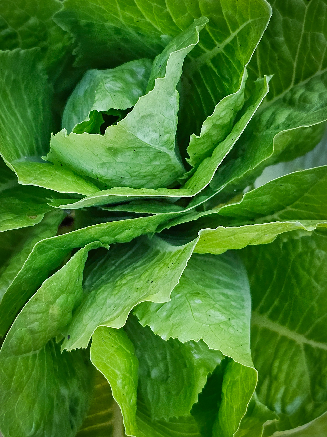 Romaine lettuce 02, My Back Deck, Strathmore, AB, 2024-06-29