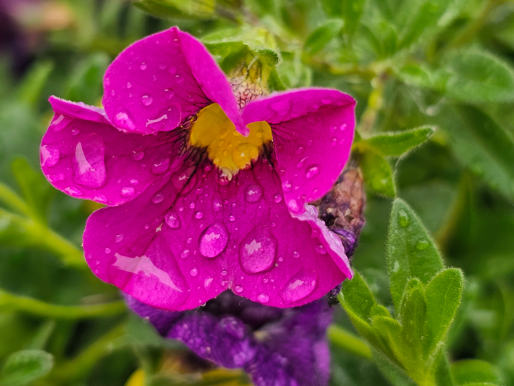 Pinky pink pink, My Front Yard, Strathmore, AB, 2024-06-30