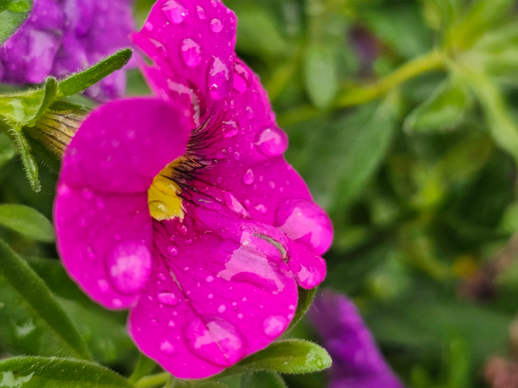 More pink for your pallette, My Front Yard, Strathmore, AB, 2024-06-30
