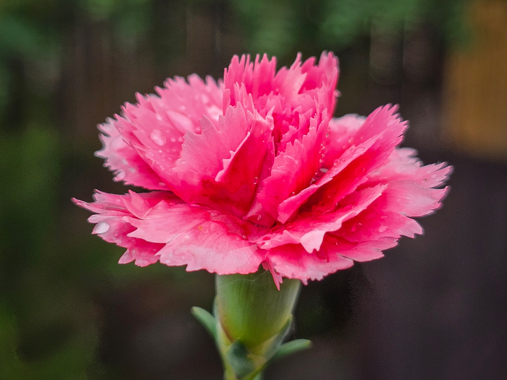 Thinking pink again, My Front Yard, Strathmore, AB, 2024-06-30