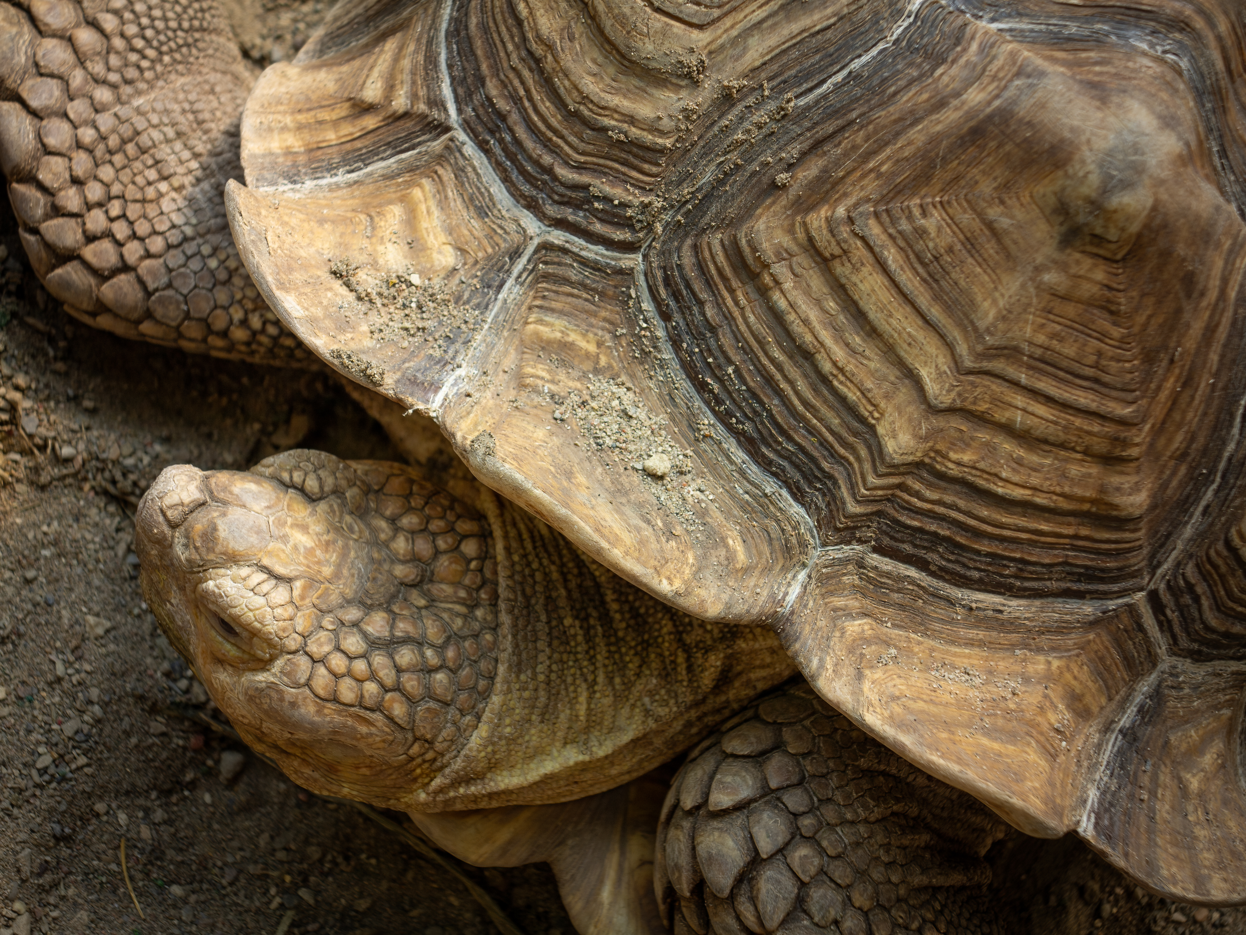 Tortoise, The Saskatoon Farm, Rocky View County, AB 2024-07-08