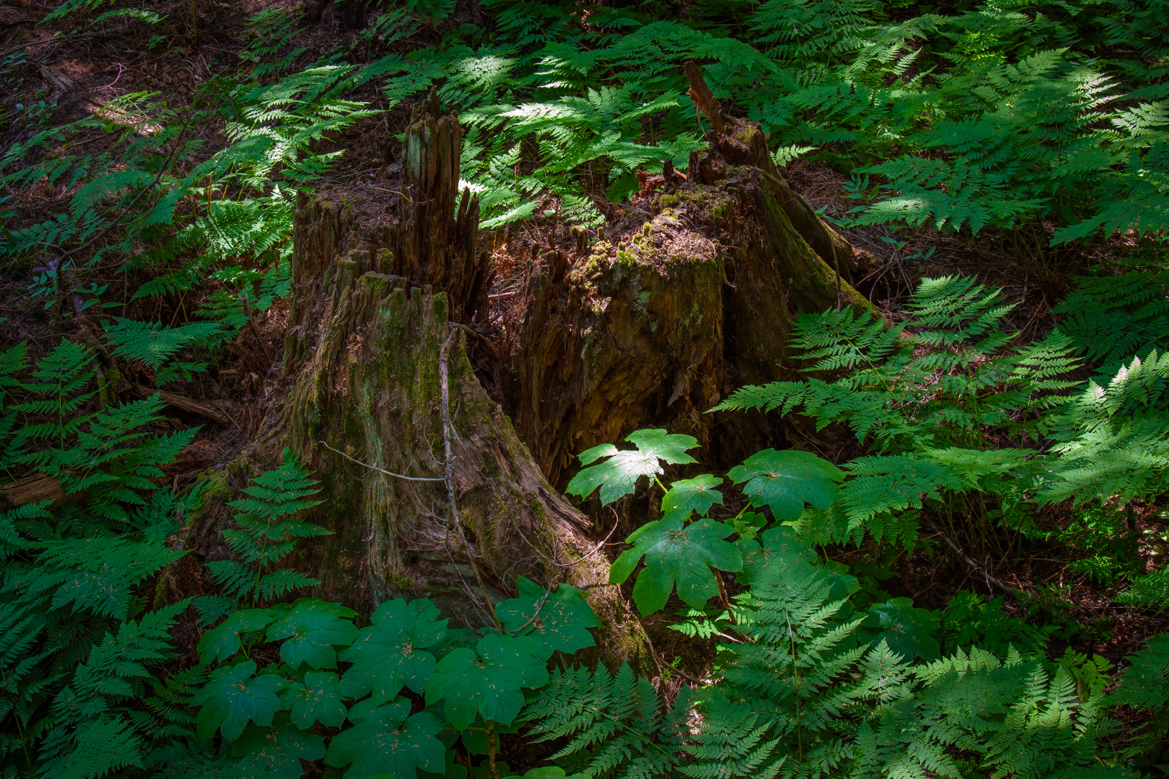 Stump and leaves, Hemlock Grove Boardwalk, BC, 2024-07-11