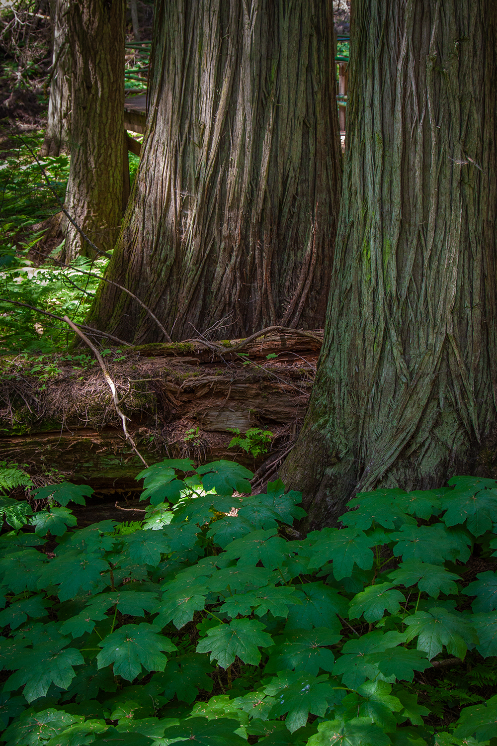 Triple trunks, Hemlock Grove Boardwalk, BC, 2024-07-11