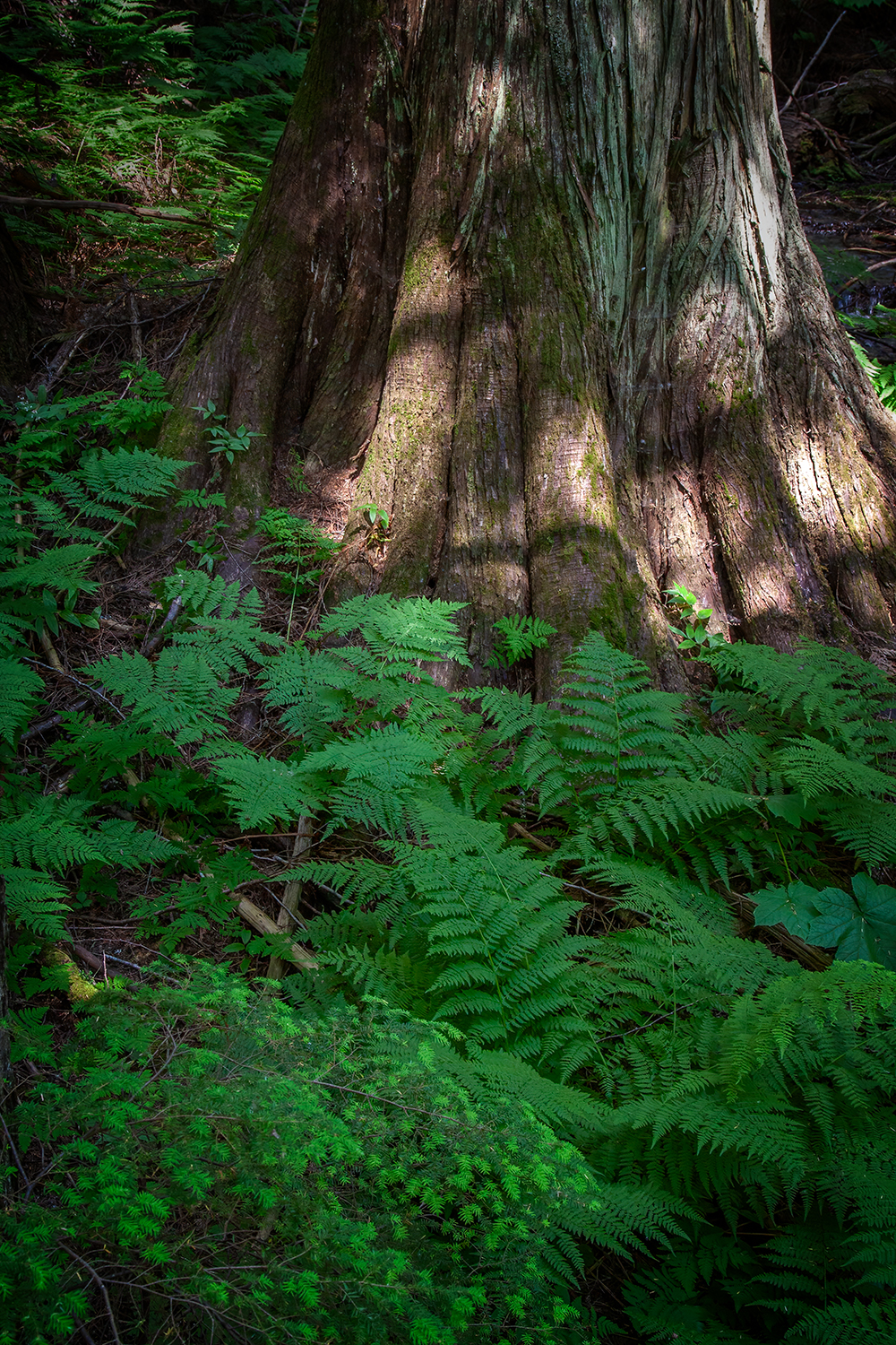 Dem toes again, Hemlock Grove Boardwalk, BC, 2024-07-11