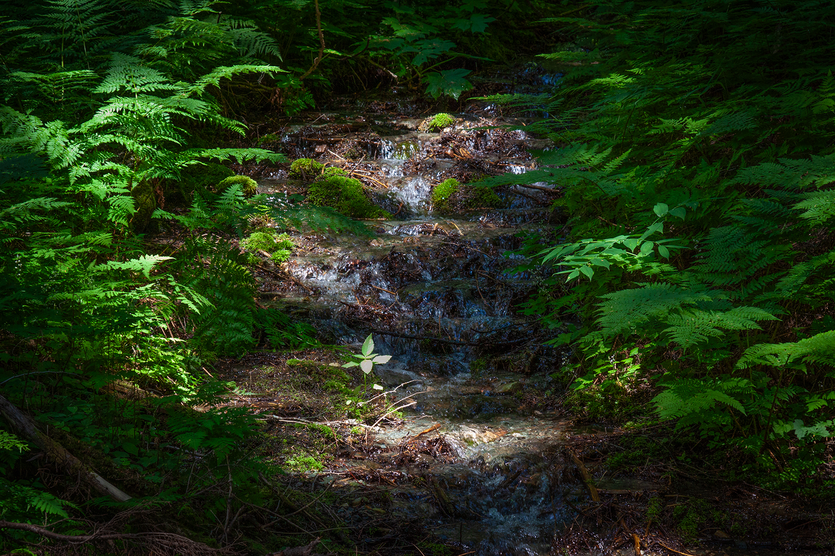 Small waterfall, Hemlock Grove Boardwalk, BC, 2024-07-11