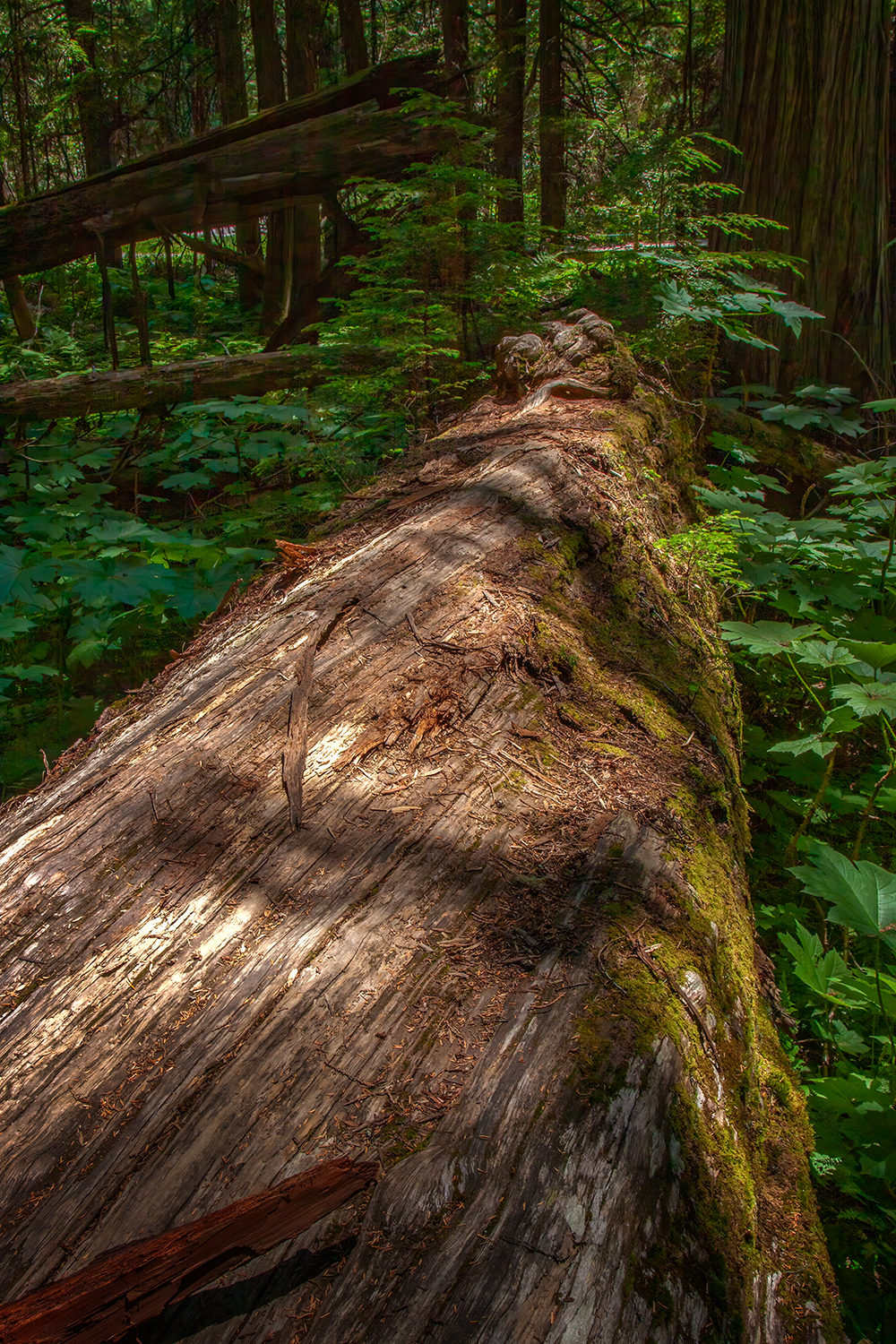 Logging serious hours, Hemlock Grove Boardwalk, BC, 2024-07-11