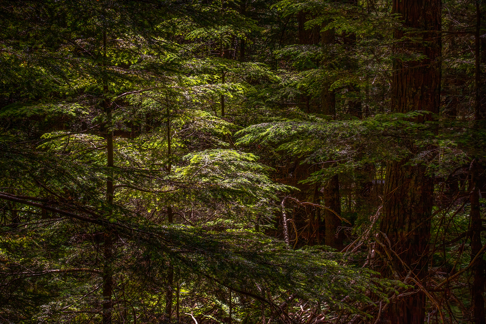 The Devil is always in the details, Hemlock Grove Boardwalk, BC, 2024-07-11