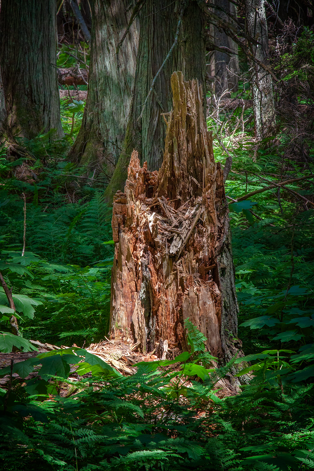Stumped again, Hemlock Grove Boardwalk, BC, 2024-07-11