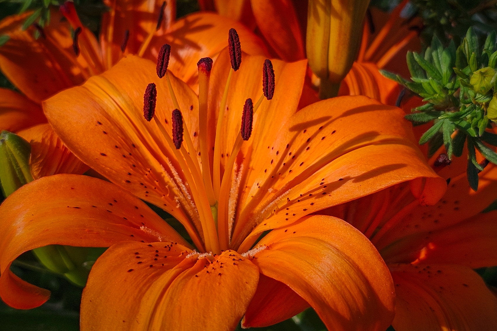 Oh Tiger Lily, My Front Yard, Strathmore, AB, 2024-07-10