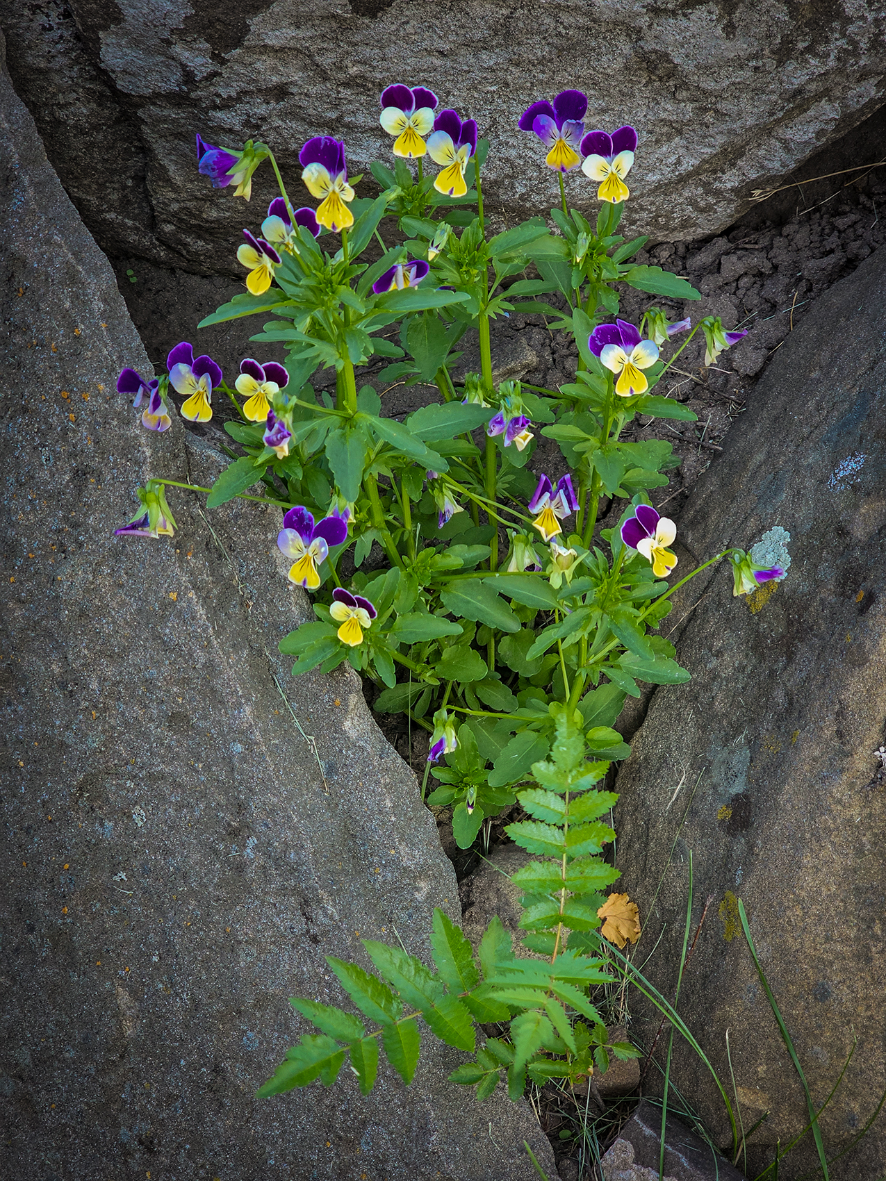 Johnny jump ups, My Front Yard, Strathmore, AB, 2024-07-10