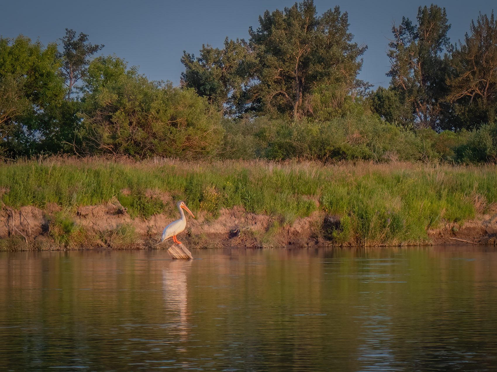 Big ass bird, Johnson's Island, AB, 2024-07-17