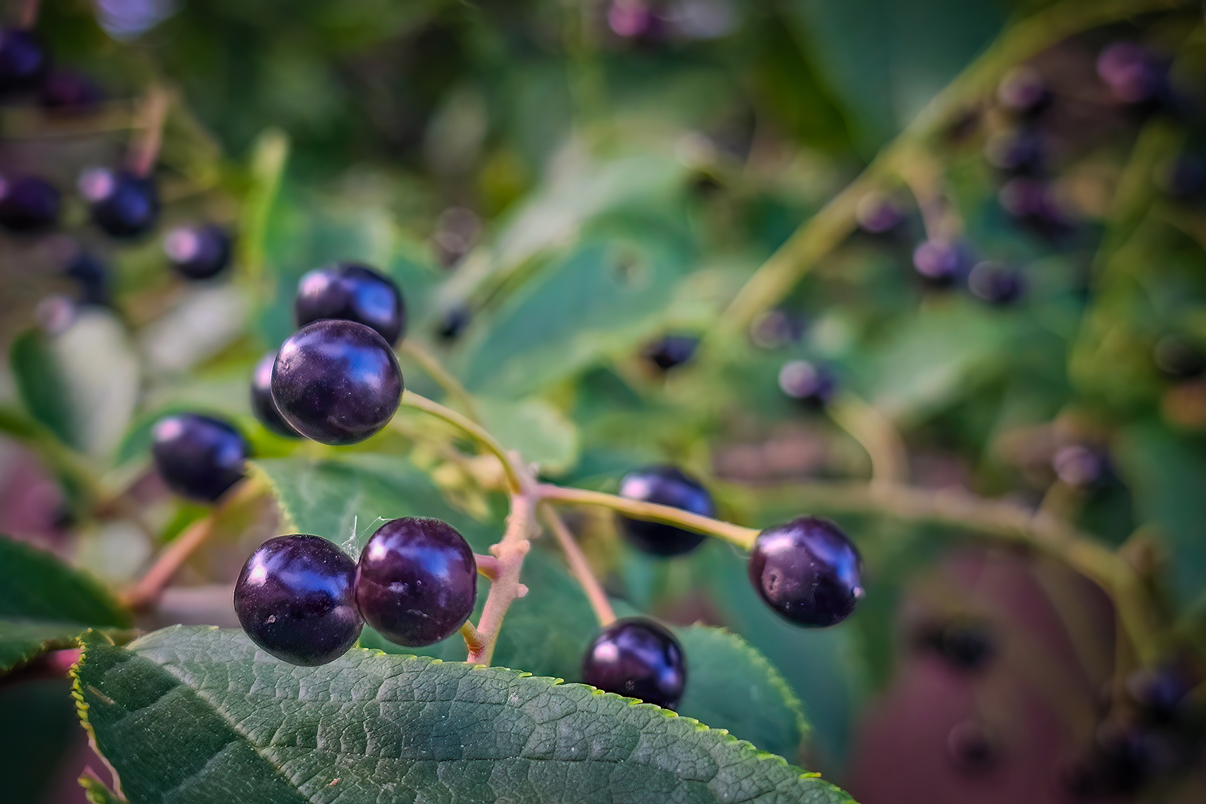 So very berry, My Back Yard, Strathmore, AB, 2024-07-18