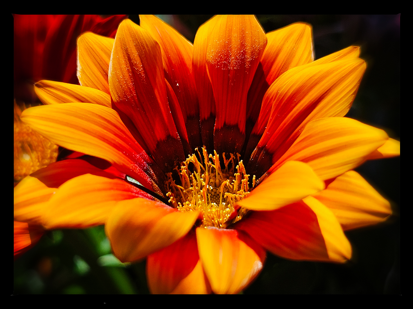 Orange you glad to see me, Downtown, Salmon Arm, BC, 2024-07-12