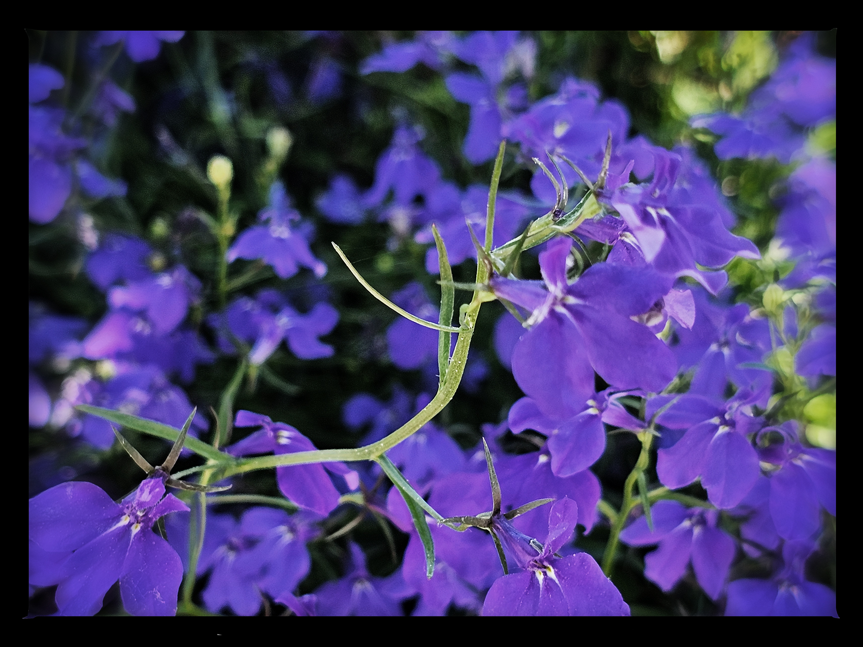 Purple with indignation, Downtown, Salmon Arm, BC, 2024-07-12