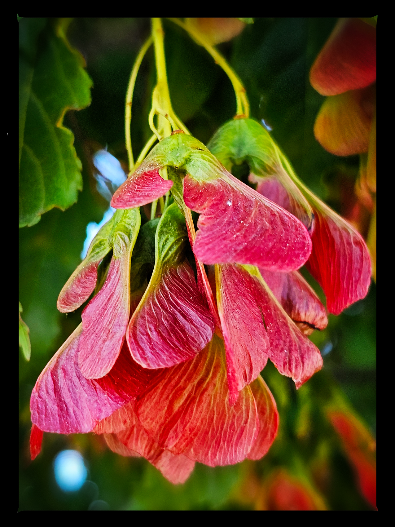 A plant that can terrify vegans, Downtown, Salmon Arm, BC, 2024-07-12