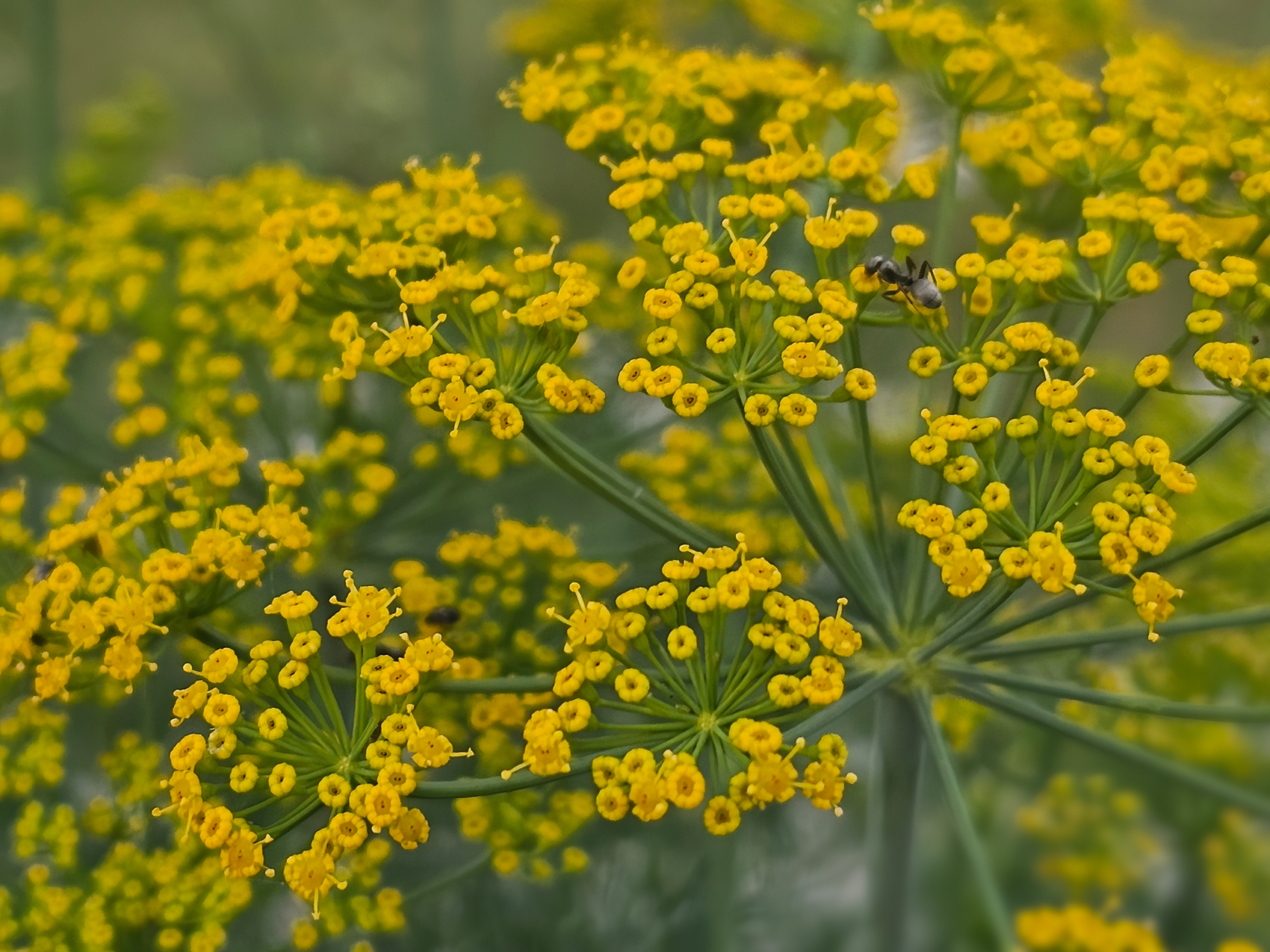 Dill weed, My Front Yard, Strathmore, AB, 2024-07-21