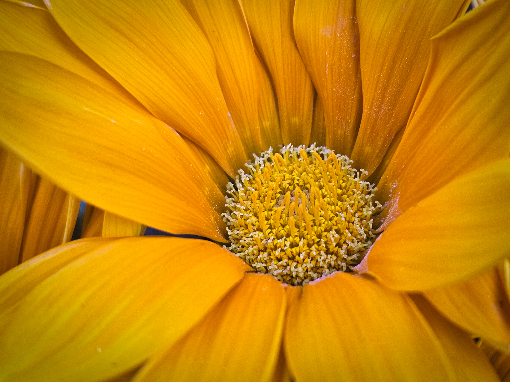 Mellow yellow, My Front Yard, Strathmore, AB, 2024-07-21