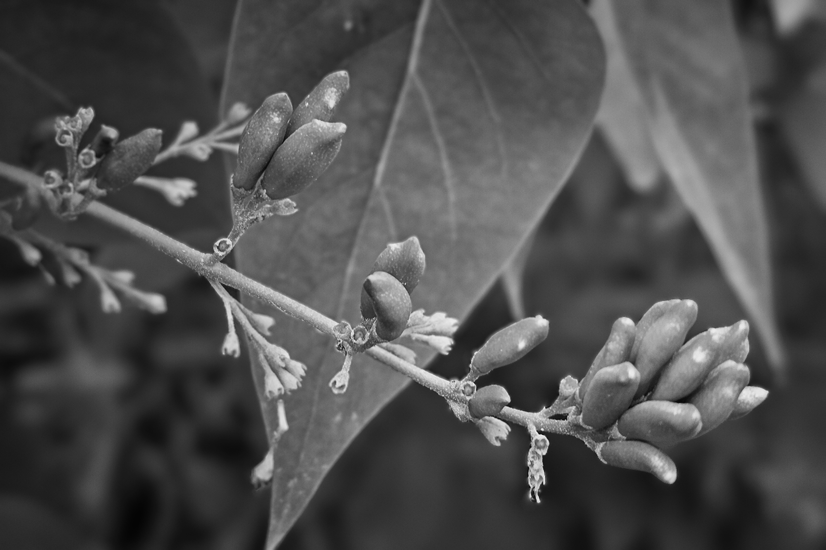 This bud's for you, My Backyard, Strathmore, AB, 2024-07-21