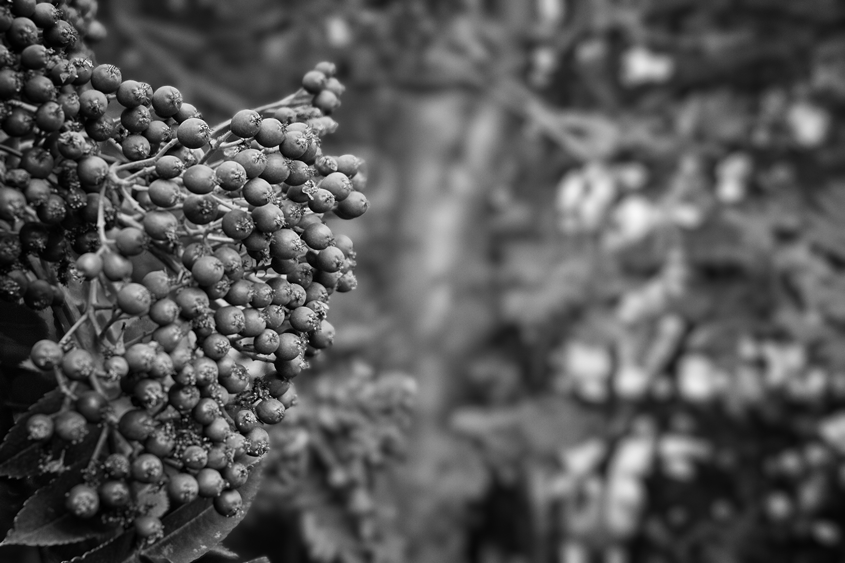 Mountain Ash berries, My Backyard, Strathmore, AB, 2024-07-21