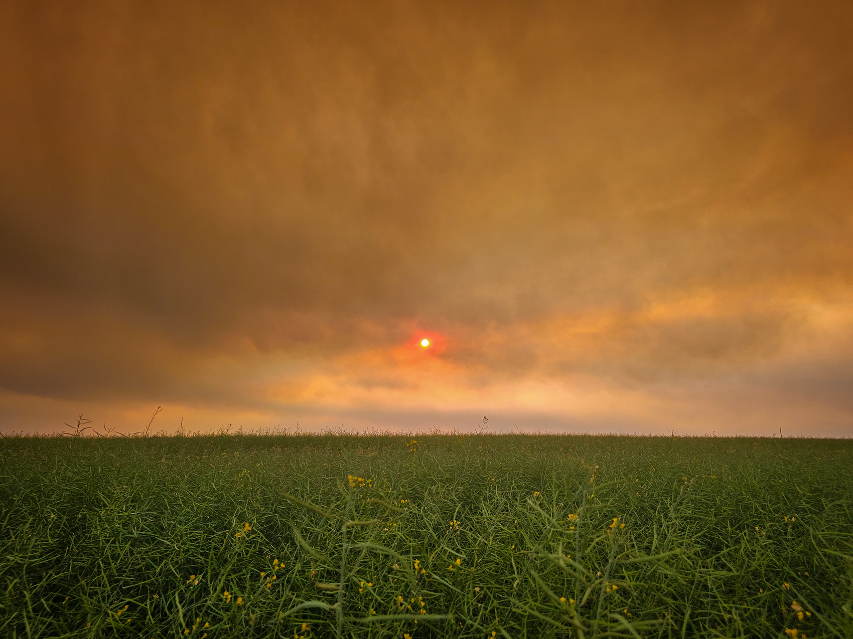 Harbinger of doom, Johnson's Island, Wyndham Carseland Provincial Park, AB, 2024-07-24