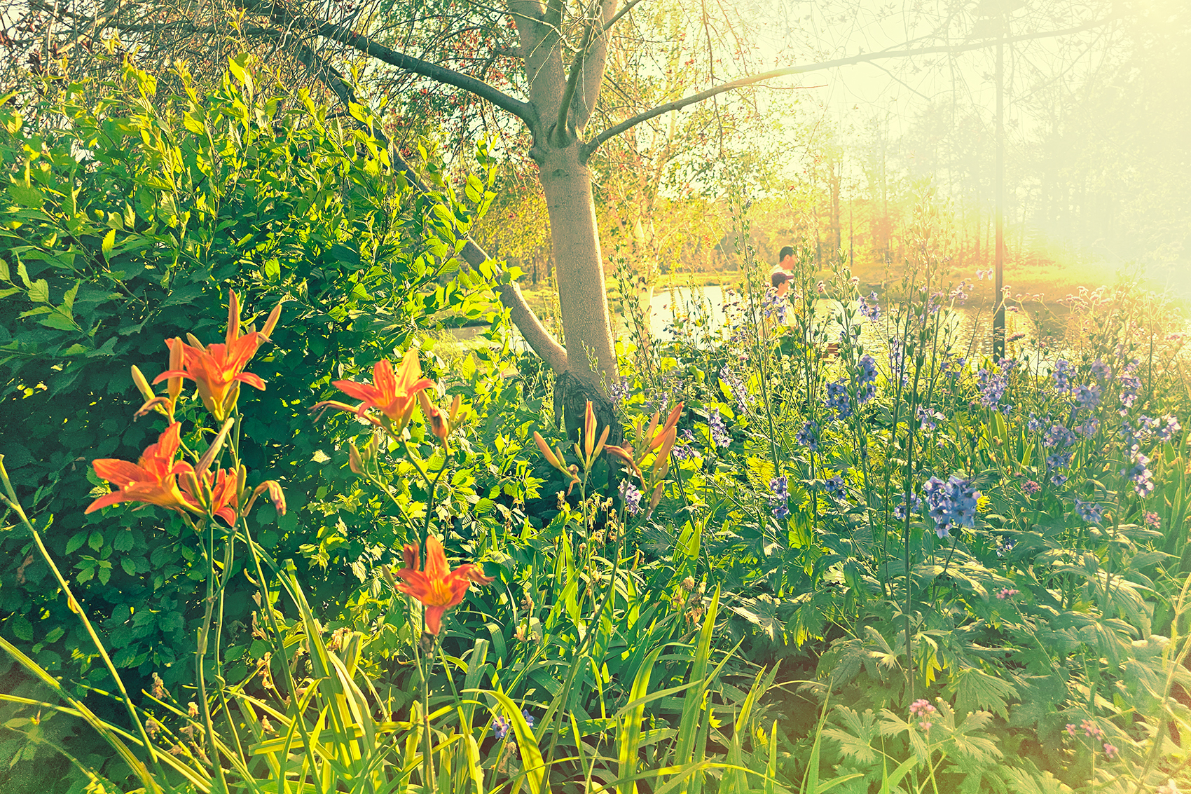Flowers with some flare, Carburn Park, Calgary, AB, 2024-07-26 copy